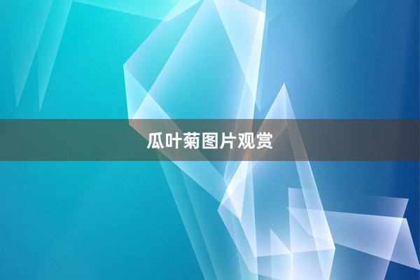 瓜叶菊图片观赏